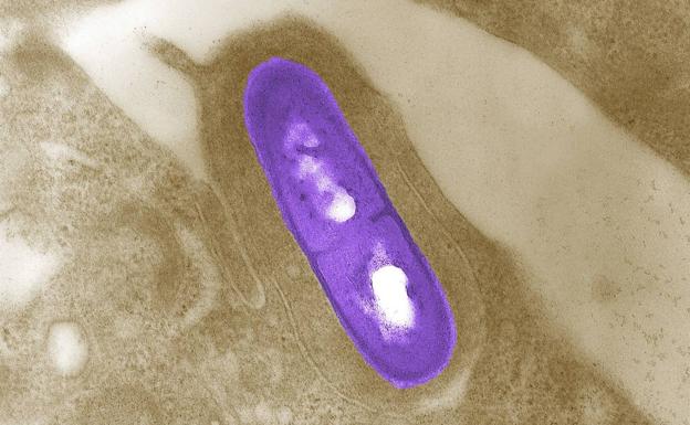 Una bacteria Listeria vista al microscopio.