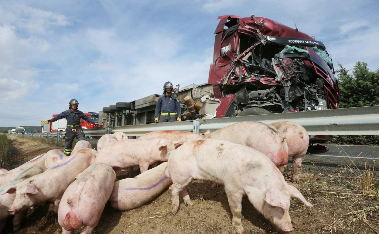 Los bomberos concentran a loa animales supervivientes que transportaba el camión accidentado. 