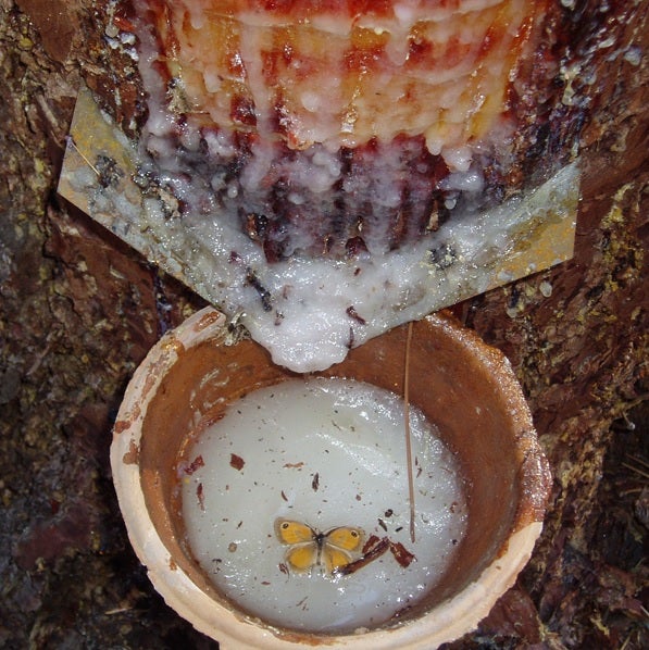 Resina en un pote, cuenco donde se almacena al caer del árbol. 