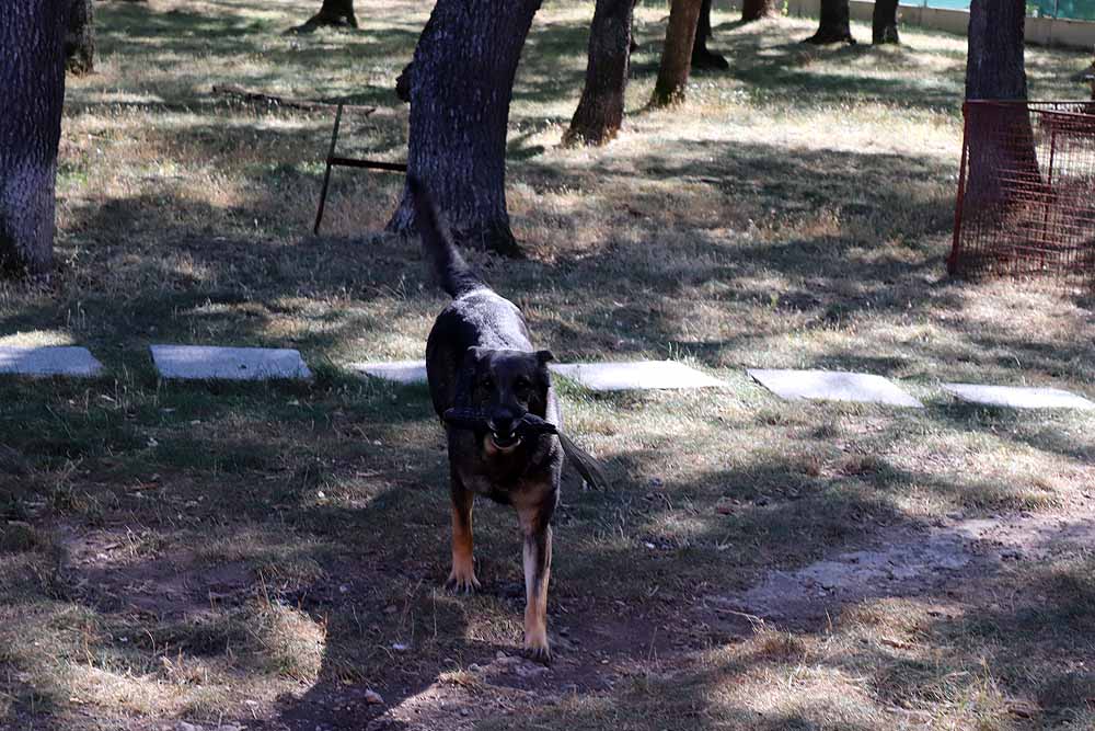 Burgos acoge al GREM, Grupo de Rescate Espeleológico y de Motañana con su Unidad Canina de Salvamento, compuesta por dieciséis voluntarios