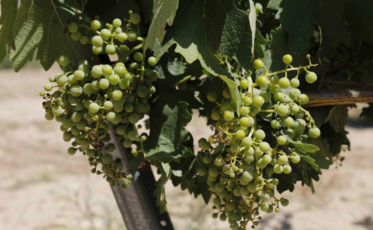 Uva de tempranillo de un viñedo de la DO Ribera del Duero. 