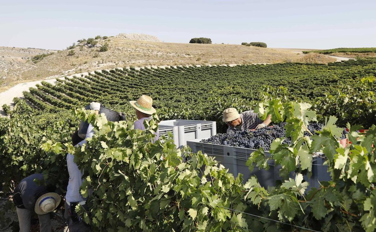 Vendimiadores en viñas de la DO Ribera del Duero. 