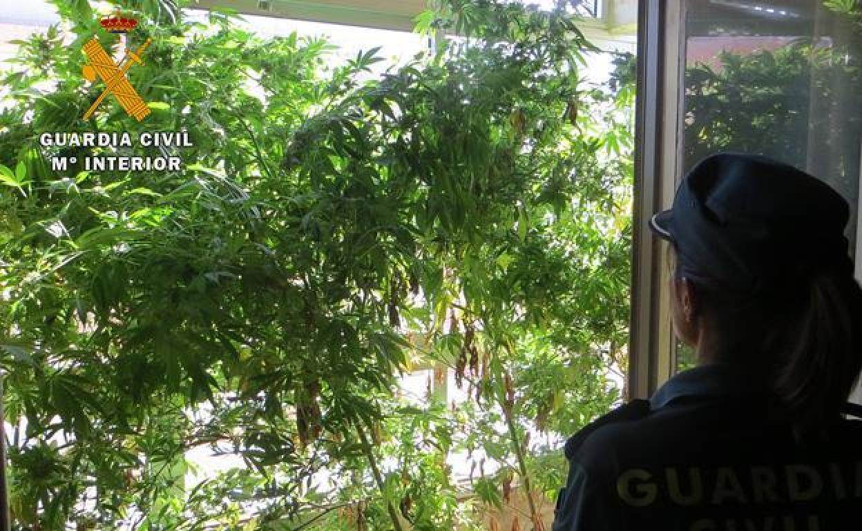 Plantación de marihuana en la terraza de la vivienda. 