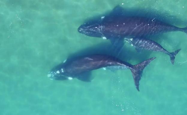 Ballena, sonría por favor