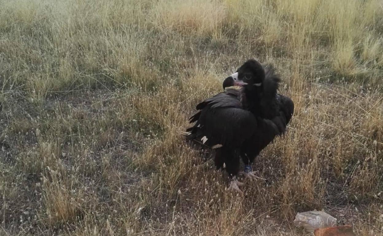 Liberación de los ejemplares de buitre negro que han permanecido aclimatándose en el jaulón de Huerta de Arriba. 