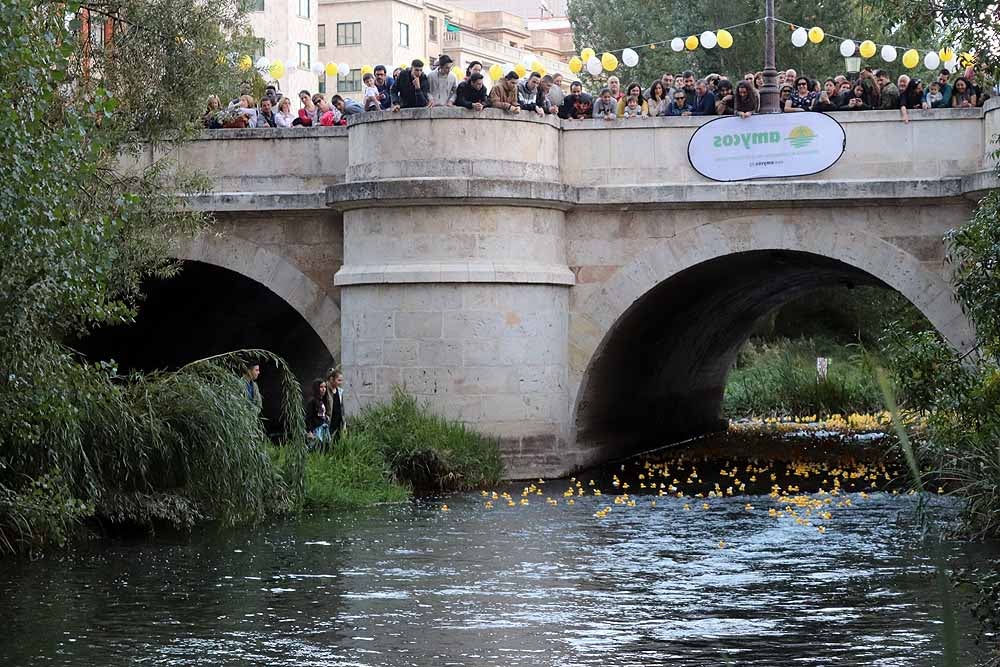 5.000 patos se han lanzado al río por dos buenas causas: colaborar con los proyectos de acceso al agua potable que lleva a cabo Amycos en Bolivia y el mantenimiento del comedor y la casa de acogida de las Hijas de la Caridad de Burgos.