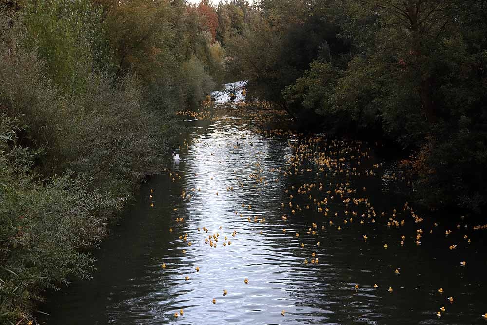 5.000 patos se han lanzado al río por dos buenas causas: colaborar con los proyectos de acceso al agua potable que lleva a cabo Amycos en Bolivia y el mantenimiento del comedor y la casa de acogida de las Hijas de la Caridad de Burgos.