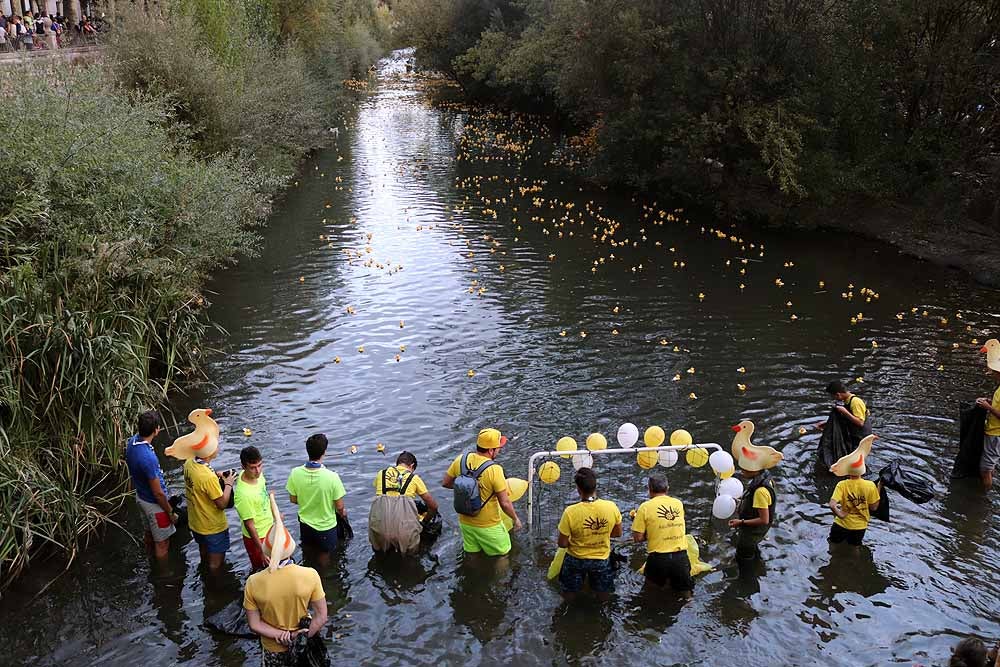 5.000 patos se han lanzado al río por dos buenas causas: colaborar con los proyectos de acceso al agua potable que lleva a cabo Amycos en Bolivia y el mantenimiento del comedor y la casa de acogida de las Hijas de la Caridad de Burgos.