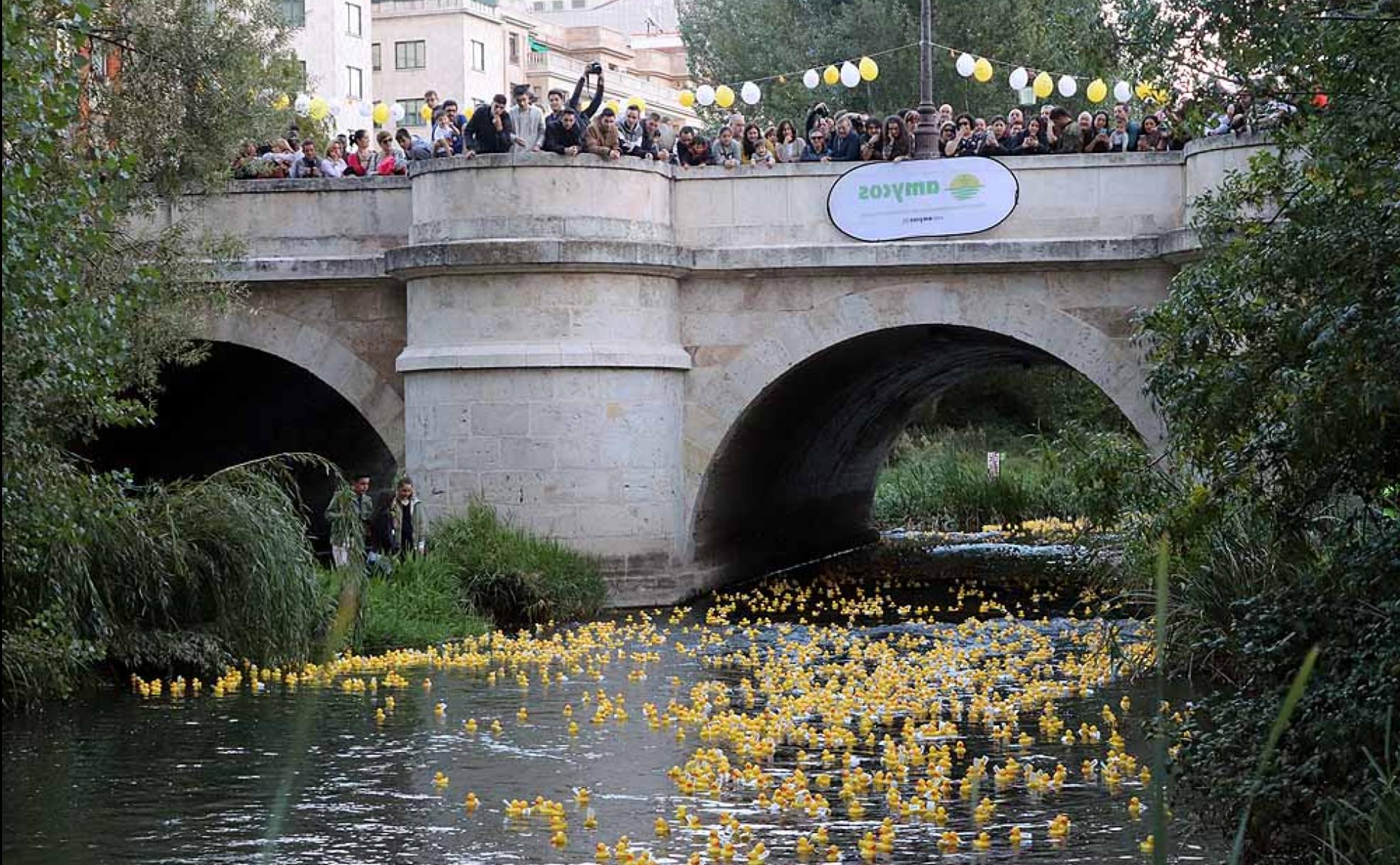 El 'pelotón' de patos pasa por debajo del puente de San Pablo.