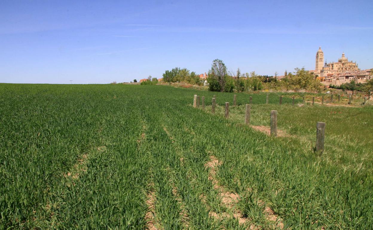 Campo de cultivo junto a la ciudad de Segovia. 