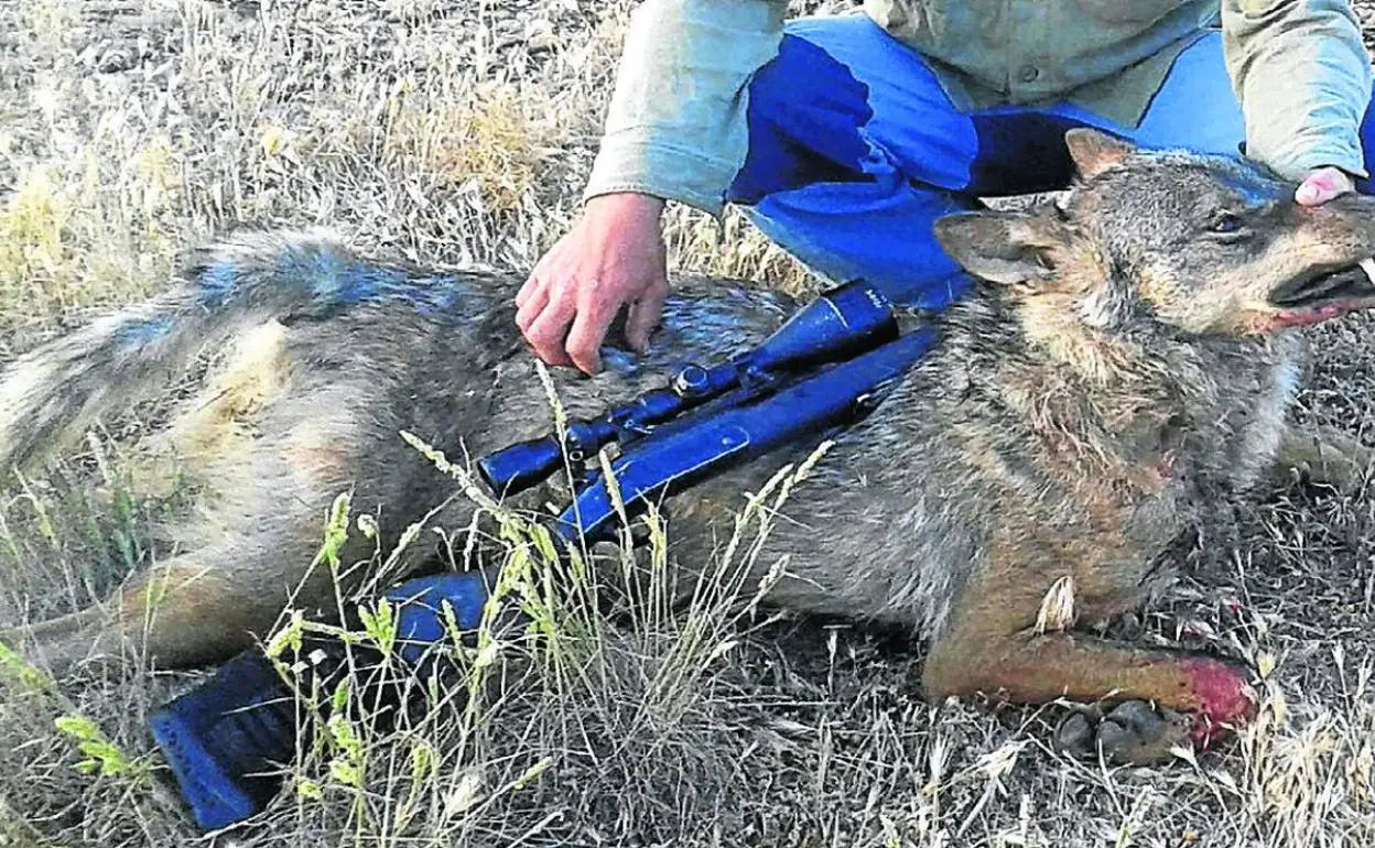 Un cazador muestra un lobo abatido.