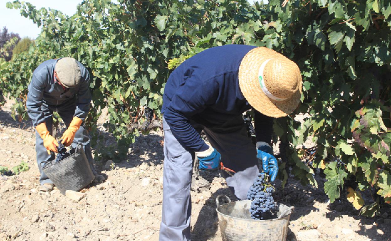 Vendimia en viñedos de la Ribera del Duero. 