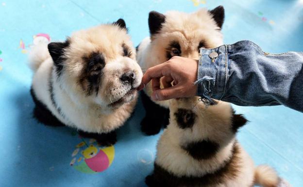 Imagen principal - Los &#039;perros panda&#039; de una cafetería china avivan la polémica sobre el maltrato animal