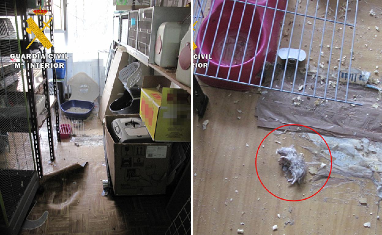 A la izquierda, estado en el que se encontraba el establecimiento y a la derecha un hámster muerto. 