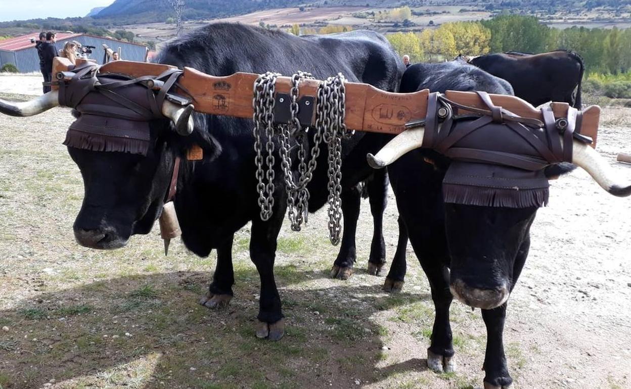 Las vacas serranas volverán a tener protagonismo en el acarreo de pinos. 