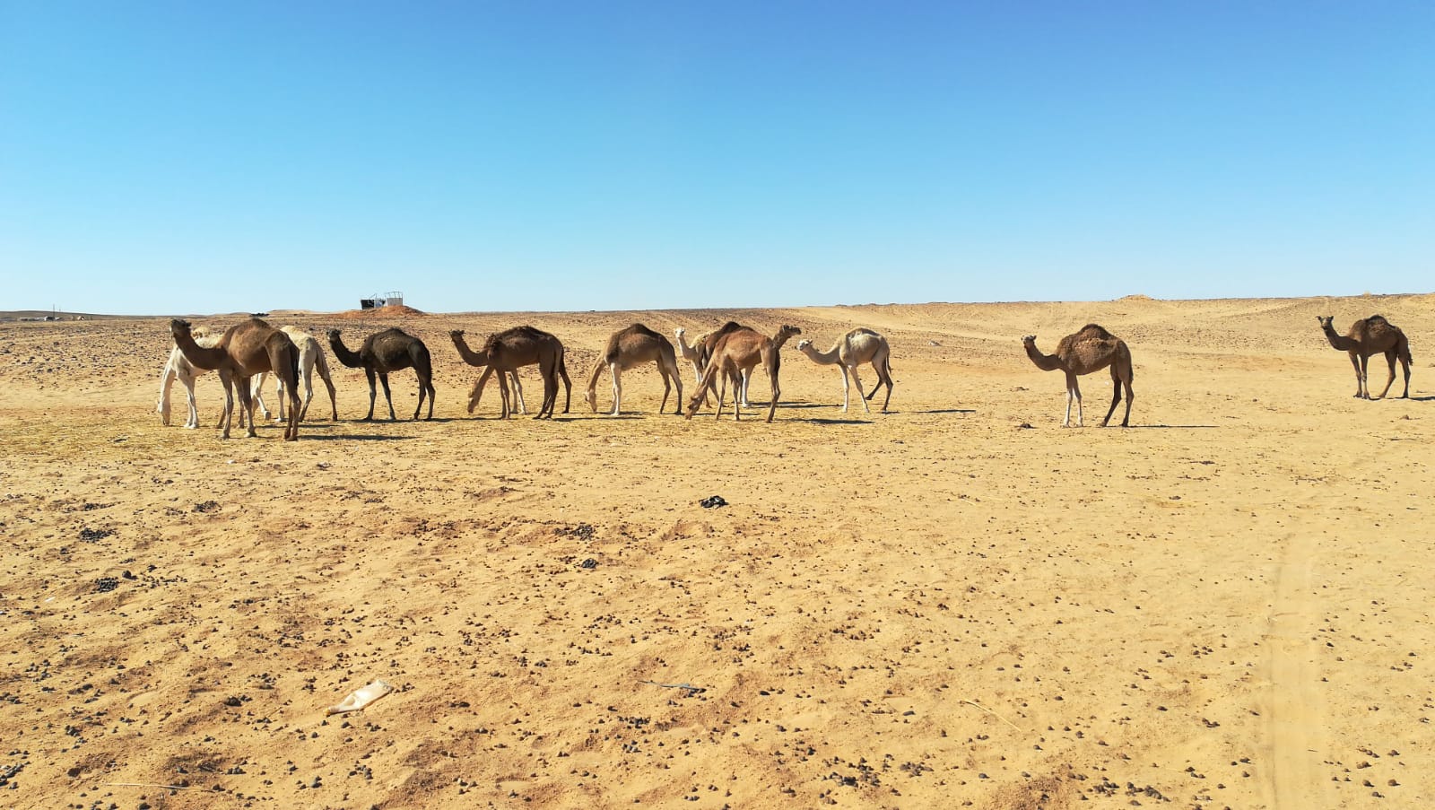 Fotos: Viaje a los Campamentos de Refugiados del Sáhara