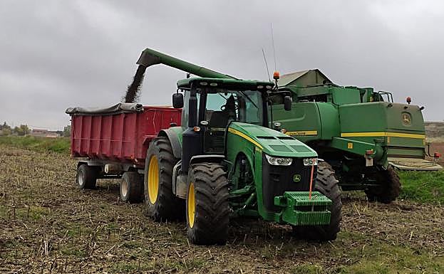 Imagen principal - A pensa queda un 15% del girasol por recolectar