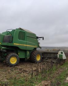 Imagen secundaria 2 - A pensa queda un 15% del girasol por recolectar