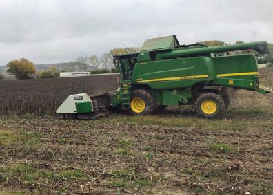 Imagen secundaria 1 - A pensa queda un 15% del girasol por recolectar