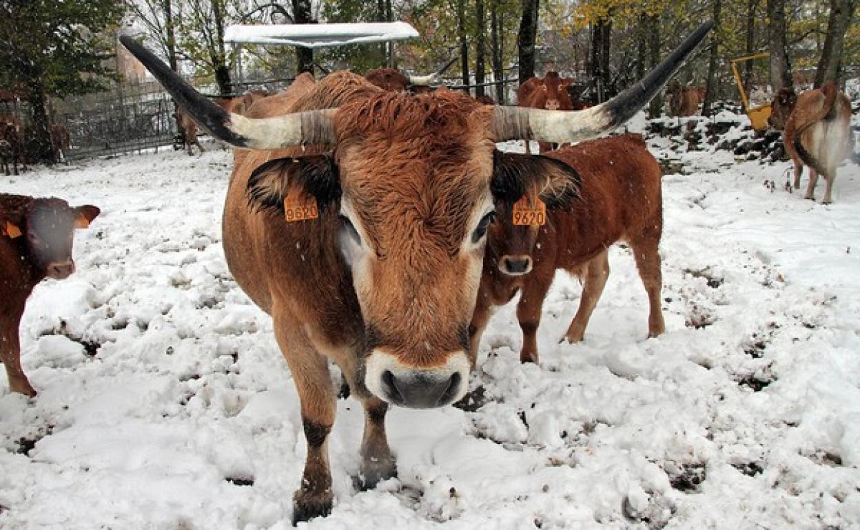 Nieve en la provincia de León. 