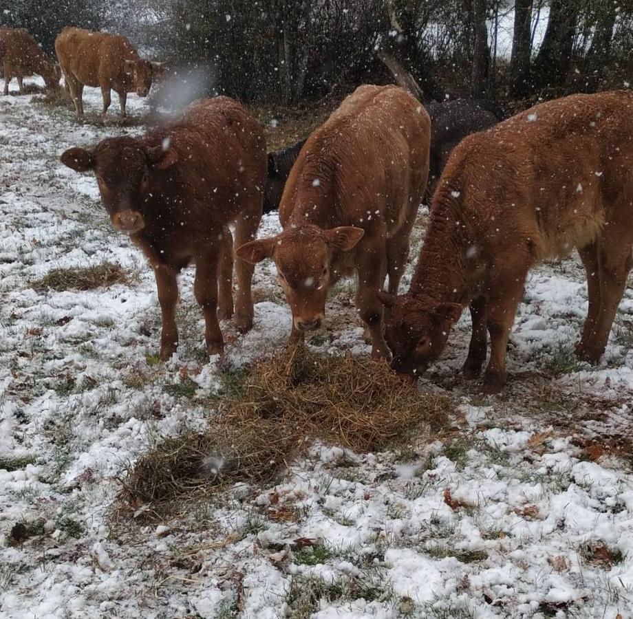 Fotos: La nieve hace acto de presencia en Burgos