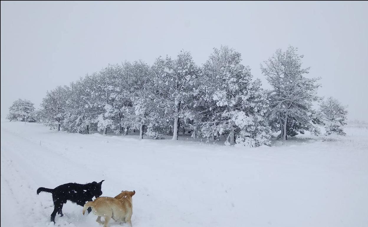 Nieve caída en la jornada del viernes en Sargentes de la Lora.