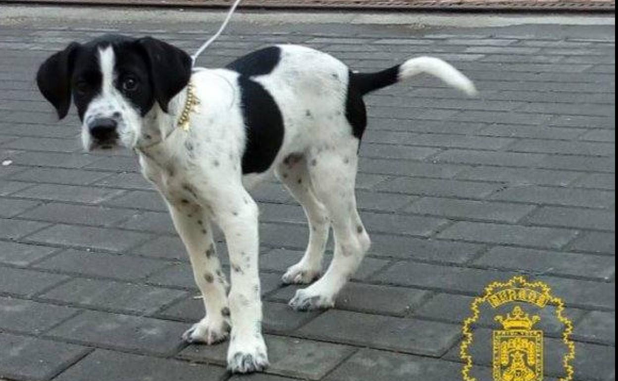 El cachorro, tras el rescate.