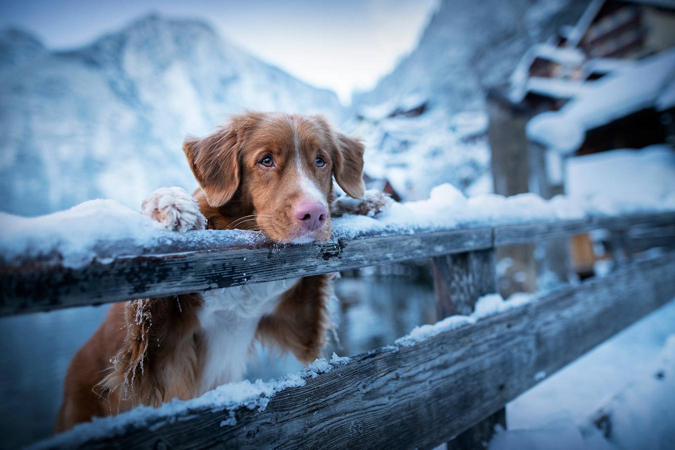 Fotos: Las mejores fotos de perros a través del objetivo de Anne Geier