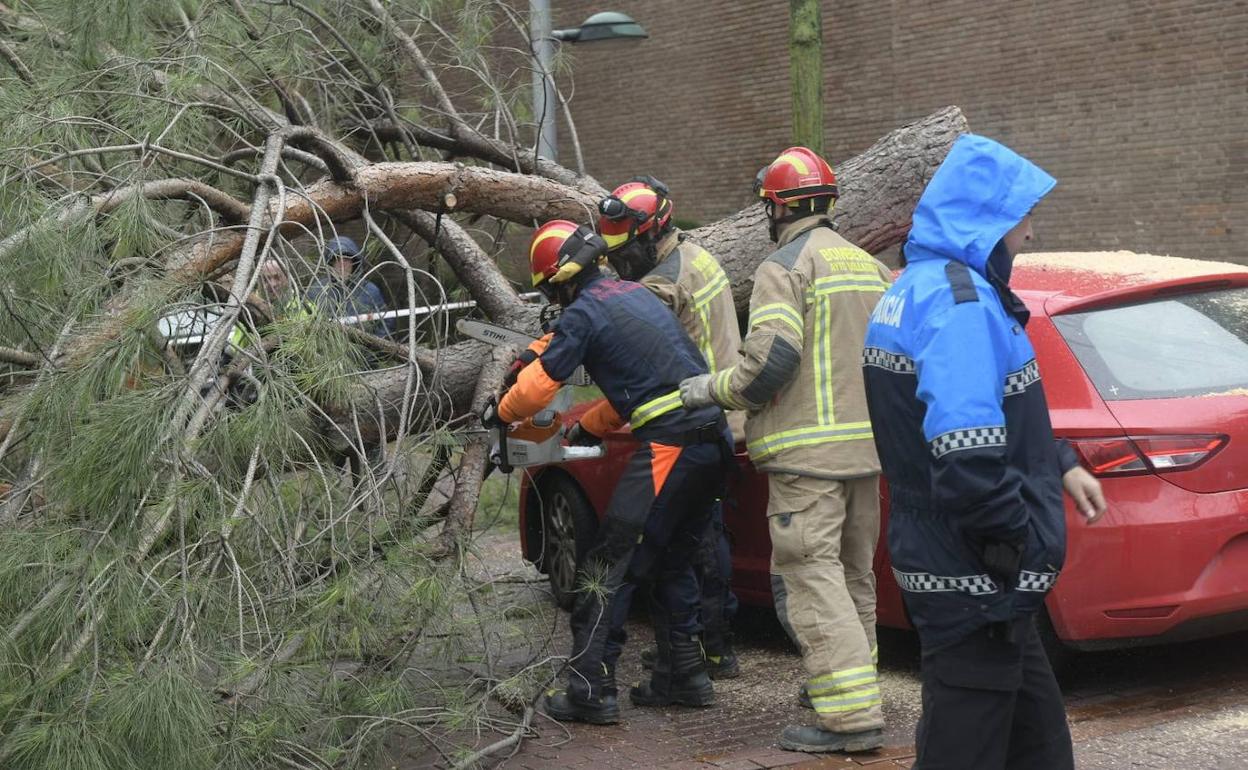 Caída de un árbol sobre un coche en Valladolid.