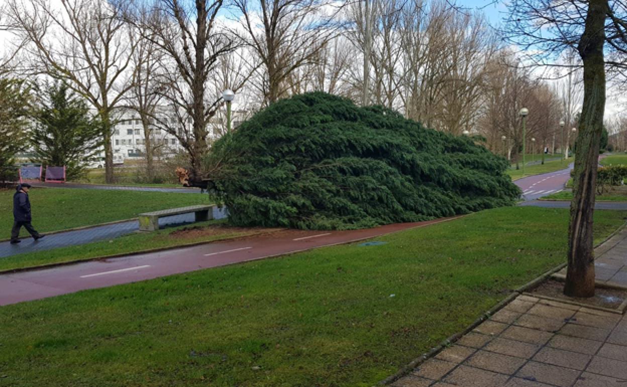 Un árbol caído en la ciudad de Burgos. 