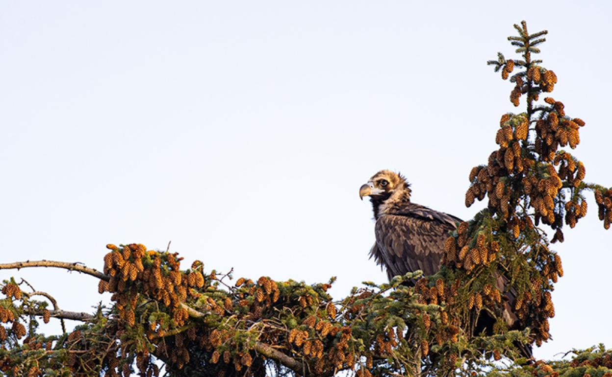 «Brínzola» en la copa de un árbol, tal y como la fotografió recientemente un colaborador en Noruega. 