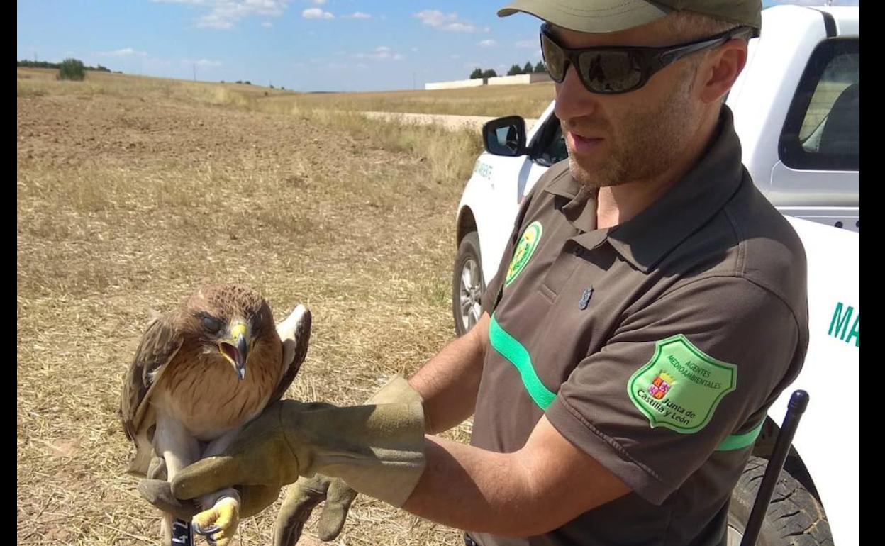 Ejemplar de un águila calzada en la provincia.