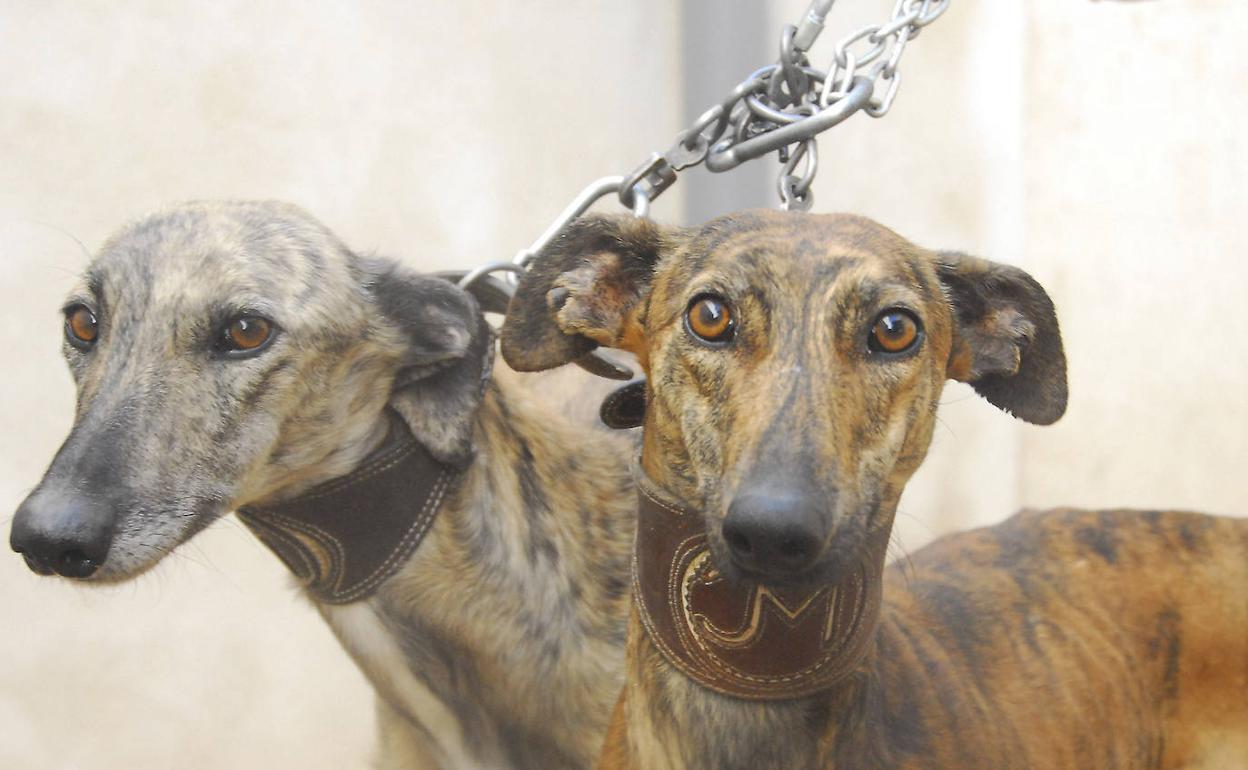 Una pareja de galgos.