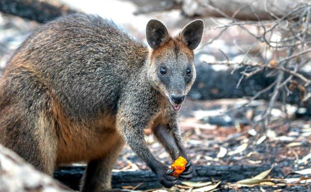 Un ualabí se alimenta con uno de los tubérculos distribuidos por helicópteros en Australia.