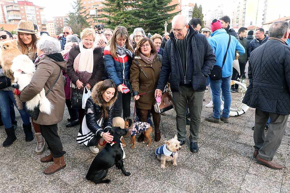 Fotos: Los animales celebran su día con la bendición de San Antón