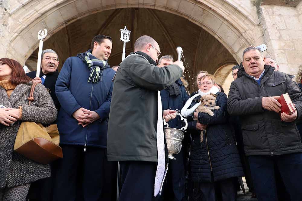 Fotos: Los animales celebran su día con la bendición de San Antón