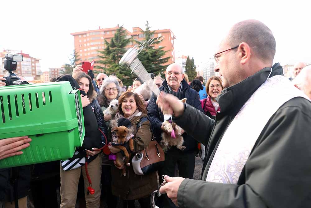 Fotos: Los animales celebran su día con la bendición de San Antón