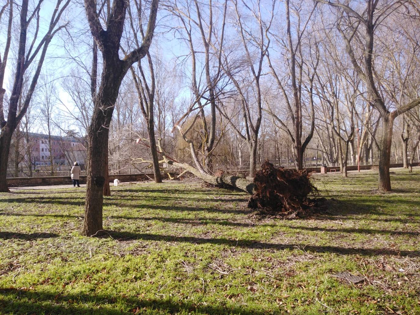 Fotos: El fuerte viento está provocando numerosos incidentes en Burgos