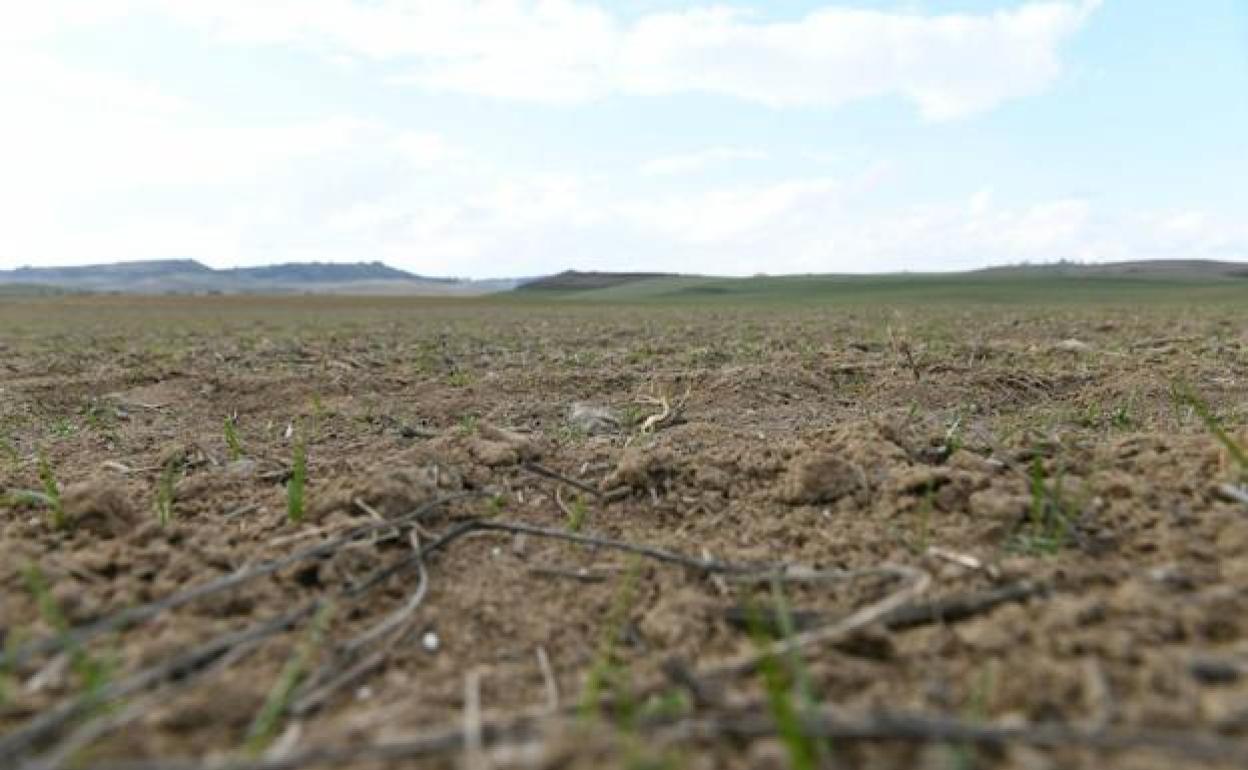 El campo castellano sufre con la superpoblación de conejos