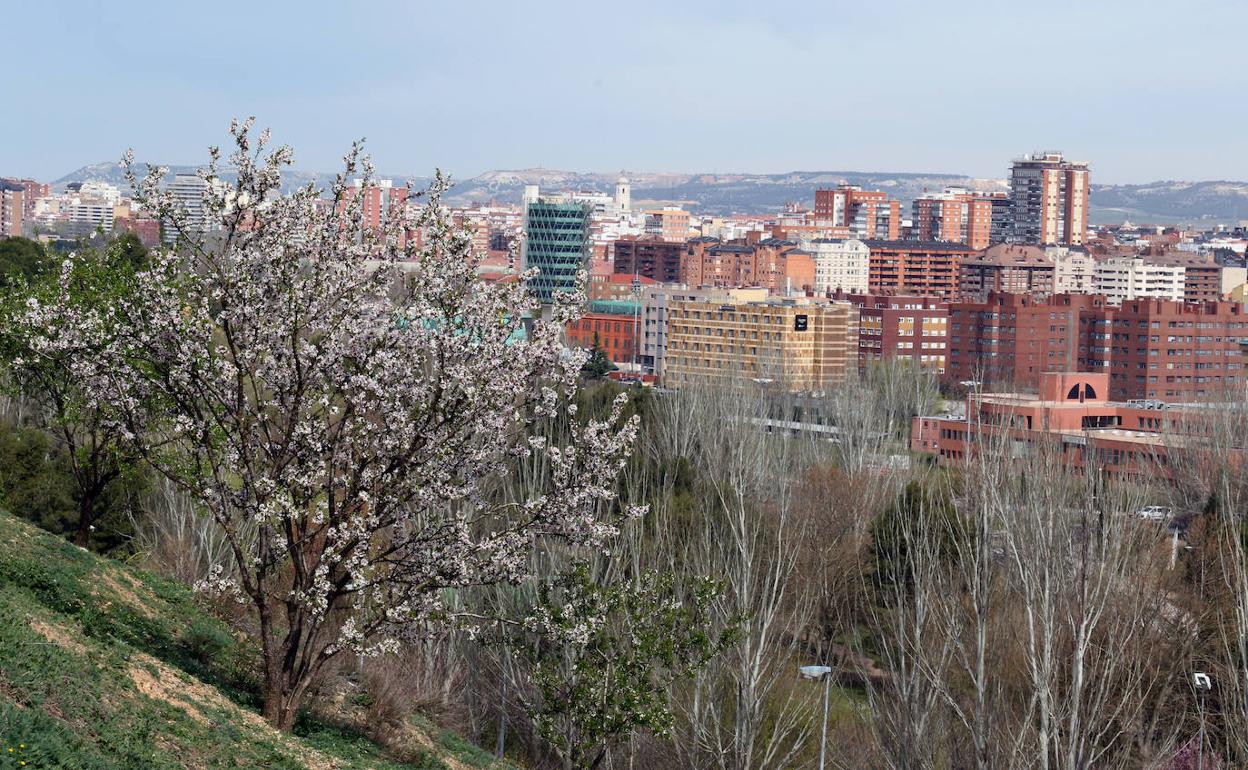 La floración se ha adelantado por el incremento de las tempetaturas.