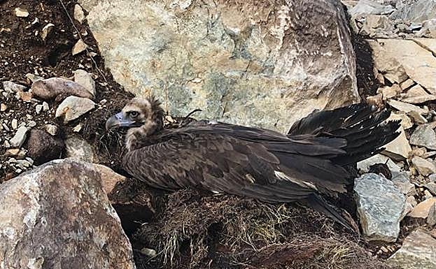 Brínzola en el momento de ser localizada con una fractura de ala, en la zona rocosa donde hubo que ir a rescatarla.