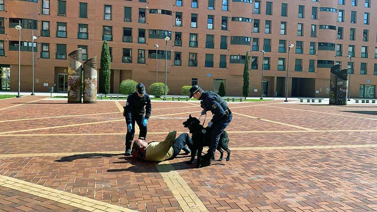 Ante la mirada de niños y mayores los perros han realizado ejercicios de obediencia y de intervención con los agentes.