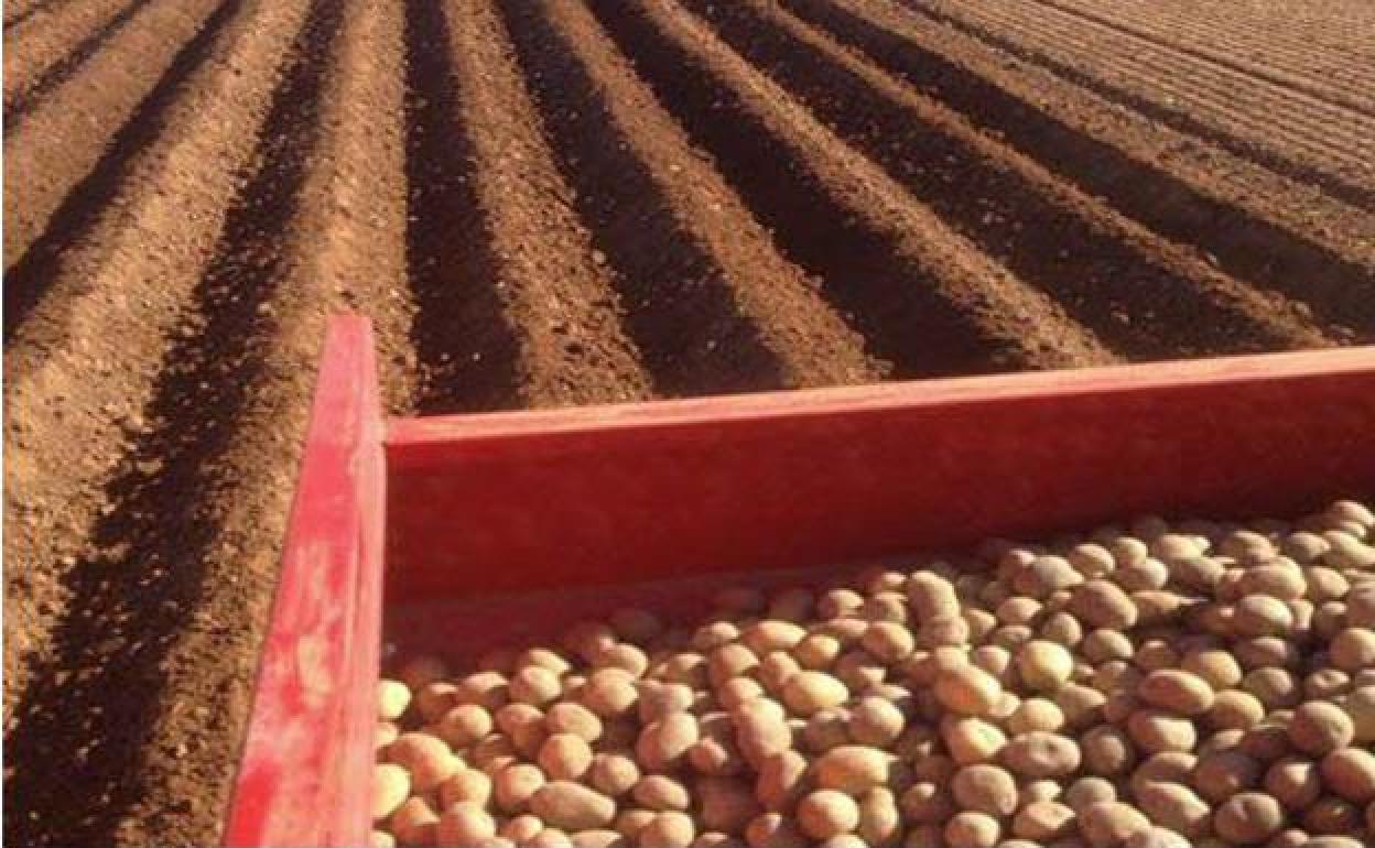 Una sembradora de patatas, en plena actividad.