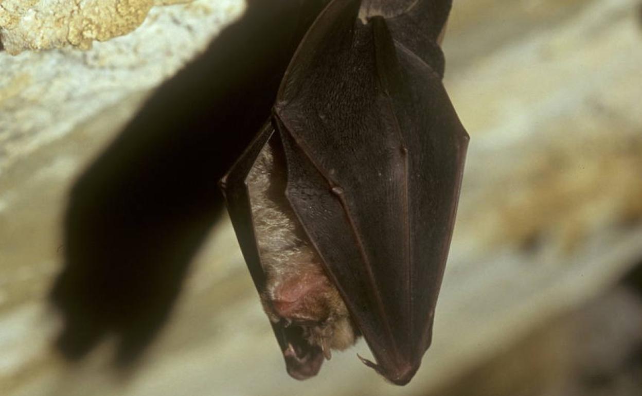 Murciélago en una cueva.