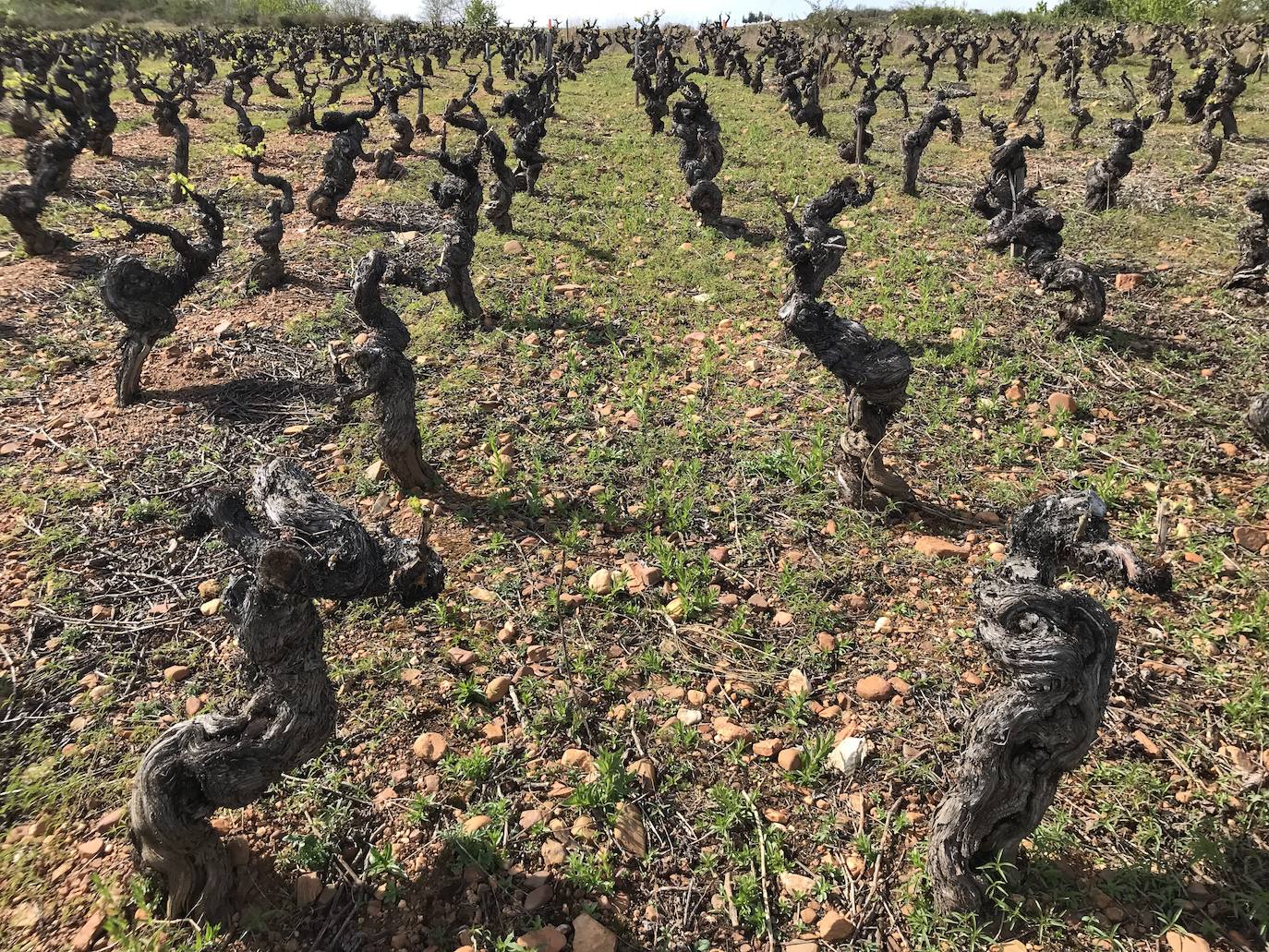 Fotos: Bodegas Aníbal de Otero