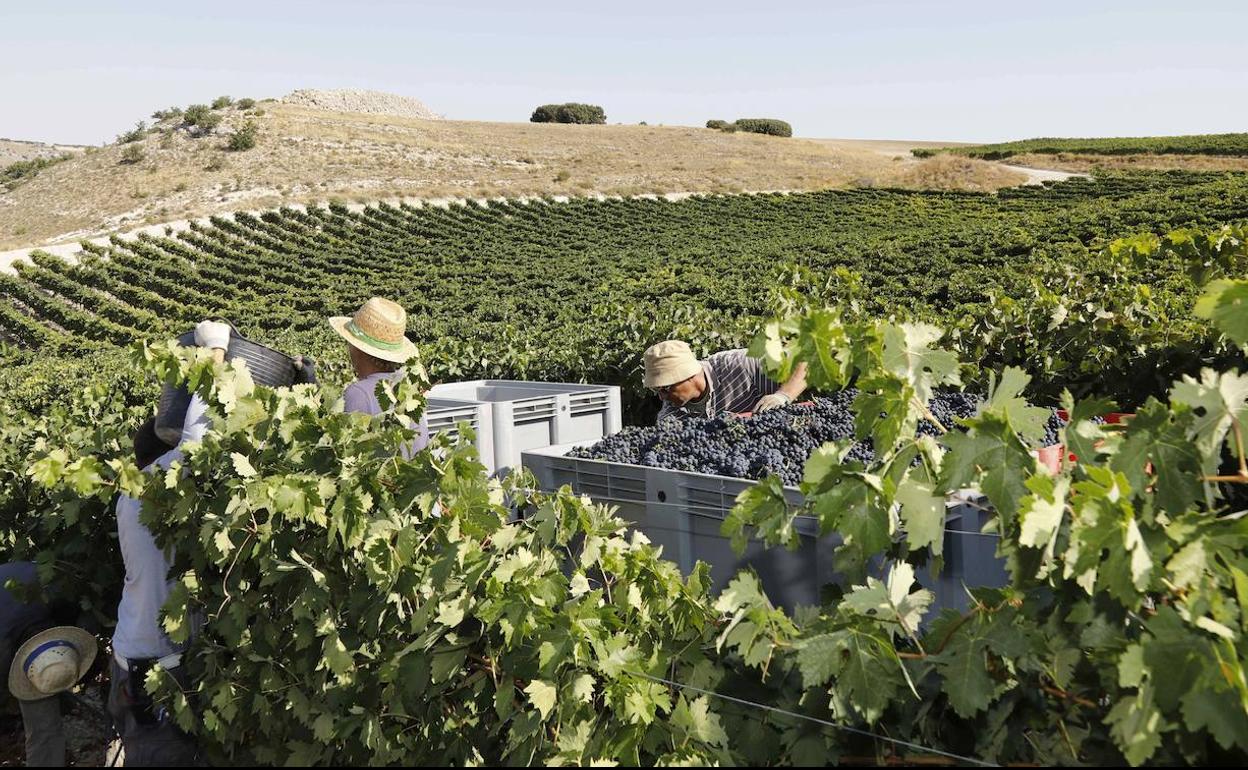 Imagen de archivo de la vendimia en la DO Ribera del Duero. 