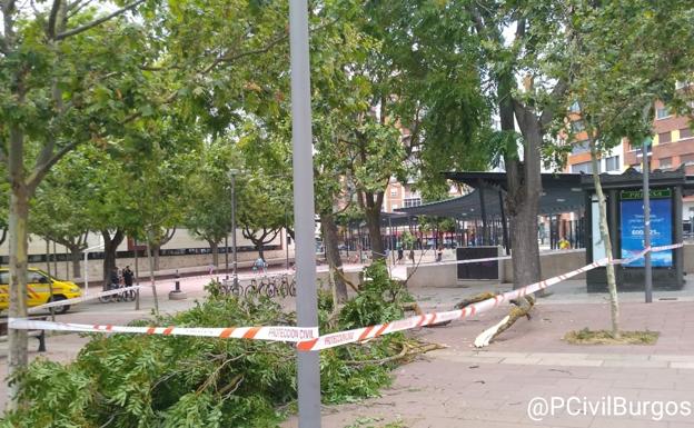 En el parque de San Agustín se ha caído una enorme rama. 