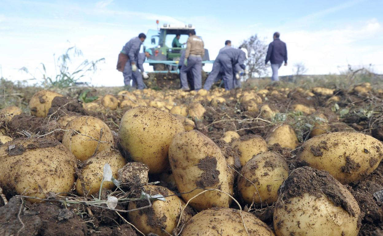 Recogida de patatas en la localidad de Campaspero. 