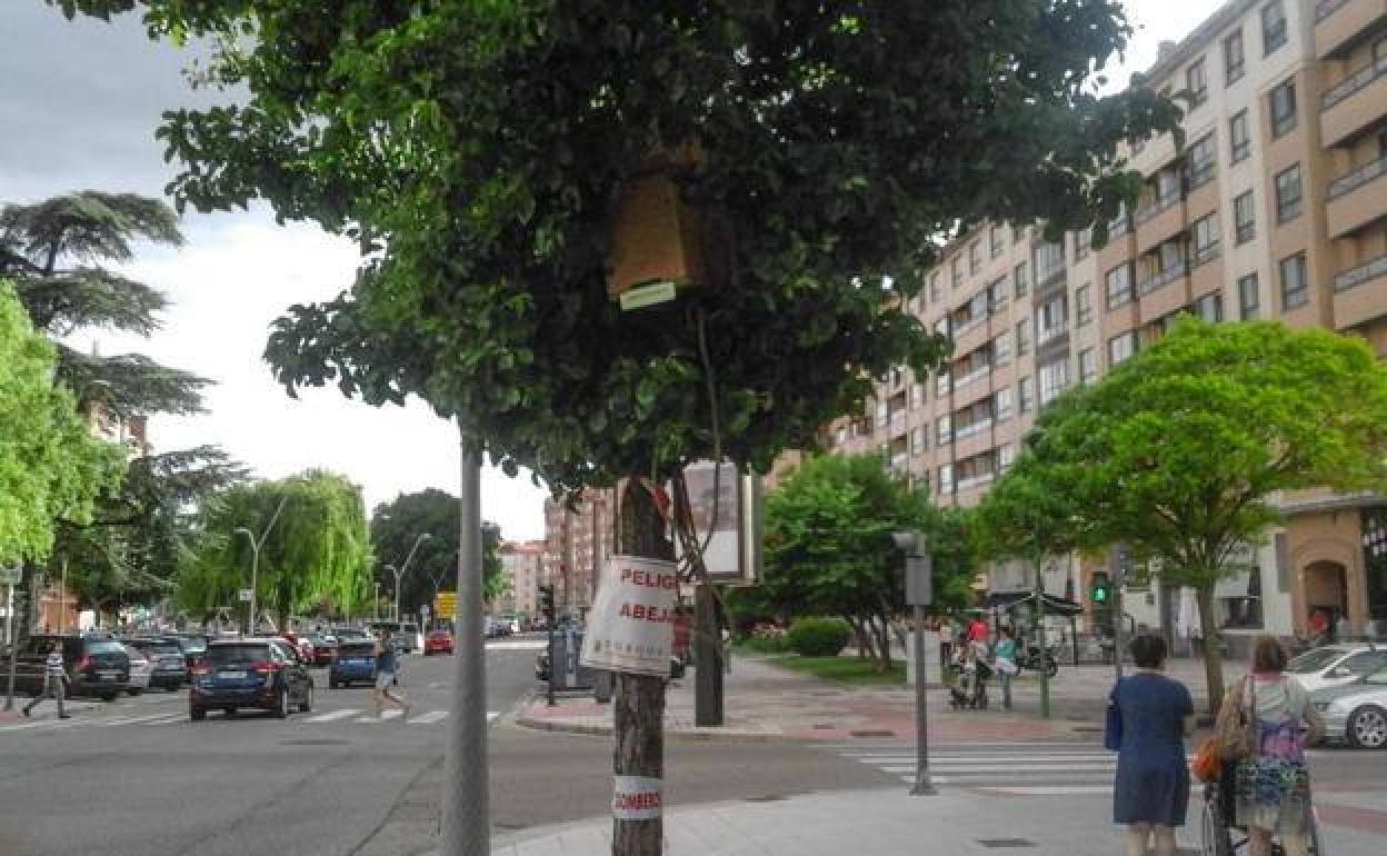 Cajón colocado por los Bomberos para retirar abejas de un árbol.