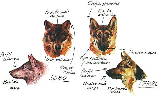 Imagen principal - La tercera imagen es un boceto de halcón realizado por el propio Félix, fechado en 1953. Es el único del naturalista que recoge el libro. El resto son de ilustradores que le acompañaron durante sus rodajes. La letra es suya.